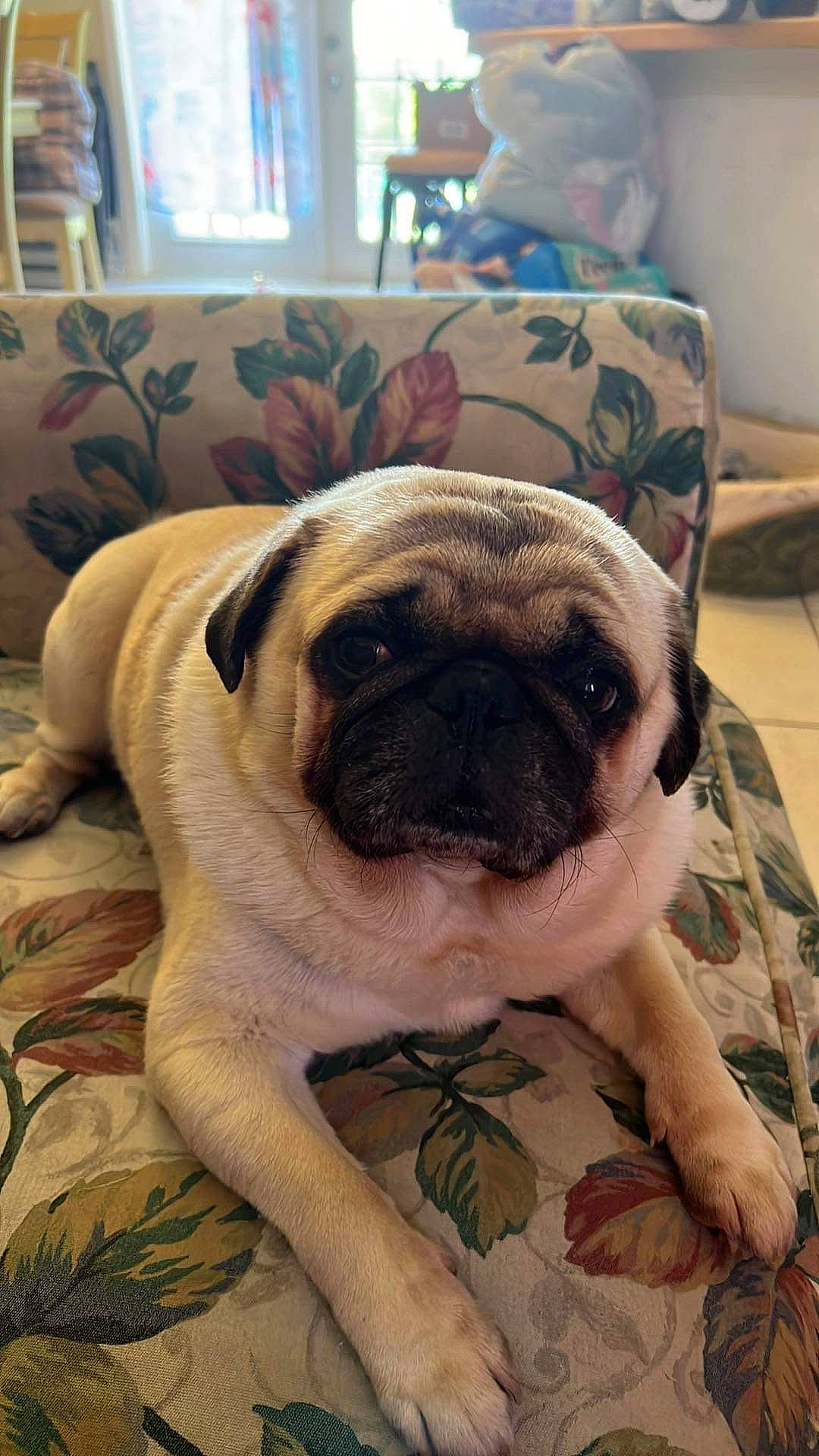 Cayde is registered to the contest to win money with this photo: canidae, carnivore, comfort, companion_dog, dog, dog_breed, eye, fawn, fur, non_sporting_group, pug, puppy, puppy_love, snout, sporting_group, terrestrial_animal, toy_dog, whiskers, working_animal, wrinkle