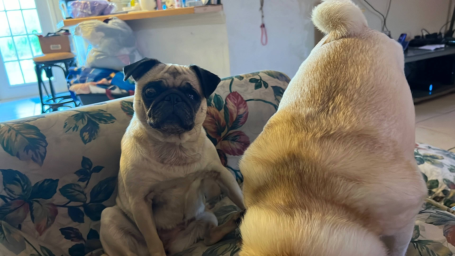 Cayde is registered to the contest to win money with this photo: ancient_dog_breeds, canidae, carnivore, chair, comfort, companion_dog, dog, dog_breed, fawn, fur, paw, pug, puppy_love, shelf, snout, sporting_group, toy_dog, whiskers, working_animal, wrinkle