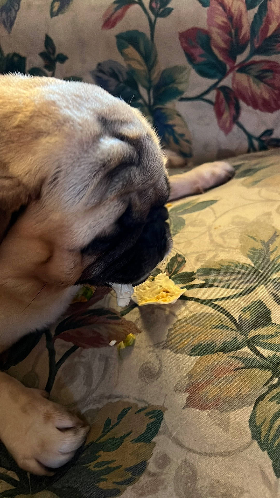 Cayde is registered to the contest to win money with this photo: carnivore, comfort, companion_dog, dog, dog_breed, fawn, felidae, fur, grass, linens, petal, plant, pug, snout, terrestrial_animal, tints_and_shades, toy_dog, whiskers, working_animal, wrinkle