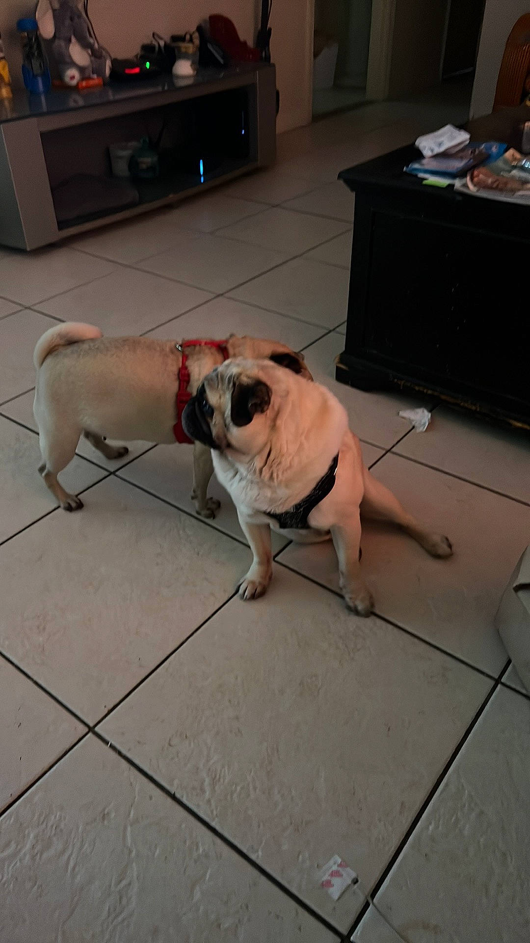 Cayde joined the competition — help win amazing prizes! bulldog, carnivore, collar, companion_dog, dog, dog_breed, dog_collar, dog_supply, fawn, floor, flooring, leash, mammal, pet_supply, pug, snout, tail, toy_dog, vertebrate, working_animal