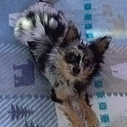 Iris a rejoint le concours — aidez-le/la à gagner de superbes lots ! dog, small_dog, fluffy, black_and_white, pet, lying_down, blanket, indoor, curious, ears_up, paw, fur, mammal, companion, cute, animal, domestic, relaxed, bed, cozy