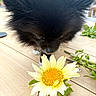 cat, black_cat, fluffy, long_hair, animal, pet, face, whiskers, eyes, nose, flower, yellow_flower, dahlia, plant, greenery, wooden_table, outdoor, close_up, curious, hand
