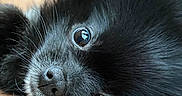 Winnie is registered to the contest to win money with this photo: puppy, dog, black_fur, close_up, face, eyes, nose, whiskers, pet, animal, human, person, cuddle, indoor, portrait, fur, shiny_eyes, playful, snout, companionship