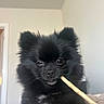 puppy, dog, black_fur, fluffy, small_dog, portrait, indoors, stick, chewing, pet, animal, cute, closeup, dark_fur, white_chest, ears, eyes, nose, bedding, home