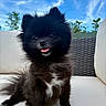 dog, puppy, black_dog, fluffy, small_dog, sitting, open_mouth, pink_tongue, white_paws, adorable, cute, portrait, outdoor, patio, sofa, cushion, woven_furniture, blue_sky, plants, happy