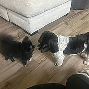 Winnie is registered to the contest to win money with this photo: dogs, puppies, black_dog, white_dog, black_and_white, fluffy, small_breed, pets, indoors, living_room, wood_floor, ottoman, furniture, dog_collar, standing, animal_companions, home, pet_photography, playful, floor