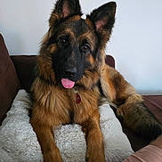 Sam participe au concours pour gagner de l'argent avec cette photo : dog, german_shepherd, tongue_out, fluffy_pillow, couch, indoor, pet, brown_fur, black_fur, ears_up, relaxed, animal, canine, fur, paw, collar, tag, home, cute, friendly