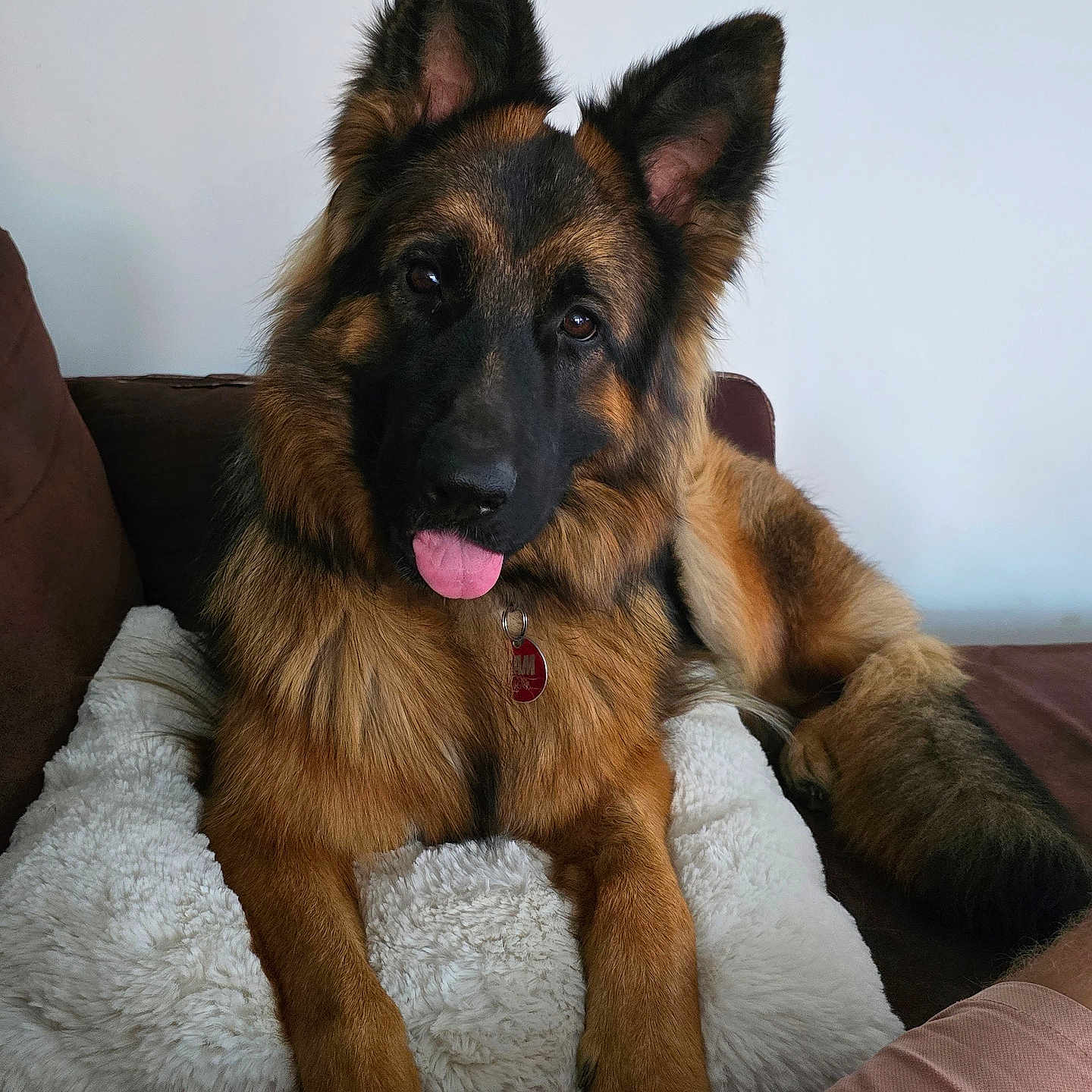 Sam participe au concours pour gagner de l'argent avec cette photo : animal, black_fur, brown_fur, canine, collar, couch, cute, dog, ears_up, fluffy_pillow, friendly, fur, german_shepherd, home, indoor, paw, pet, relaxed, tag, tongue_out