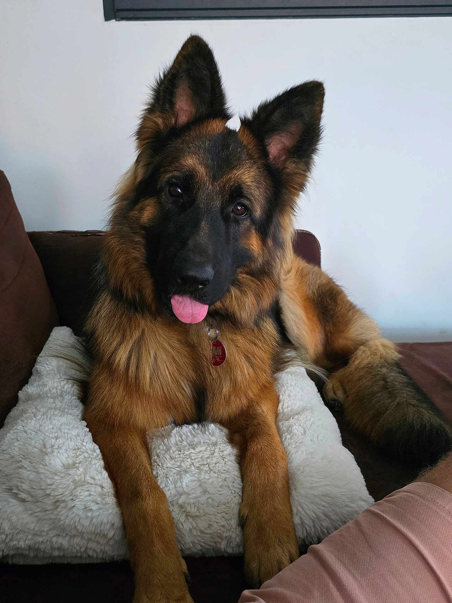 Sam participe au concours pour gagner de l'argent avec cette photo : dog, german_shepherd, tongue_out, fluffy_pillow, couch, indoor, pet, brown_fur, black_fur, ears_up, relaxed, animal, canine, fur, paw, collar, tag, home, cute, friendly