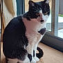 Simone a rejoint le concours — aidez-le/la à gagner de superbes lots ! cat, black_and_white, sitting, indoor, wooden_floor, window, glass_door, pet, animal, curious, fur, whiskers, ears, paws, tail, natural_light, cozy, domestic, side_view, quiet