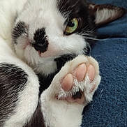 Simone participe au concours pour gagner de l'argent avec cette photo : cat, black_and_white, paw, pink_paw_pads, green_eye, close_up, fur, whiskers, pet, animal, cute, relaxed, lying_down, soft, cozy, indoor, feline, sleepy, comfort, closeup