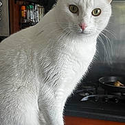Didou a rejoint le concours — aidez-le/la à gagner de superbes lots ! cat, white_cat, pet, animal, indoor, kitchen, stove, spices, curious, close_up, feline, whiskers, ears, fur, domestic_animal, green_eyes, household, countertop, pan, cookware