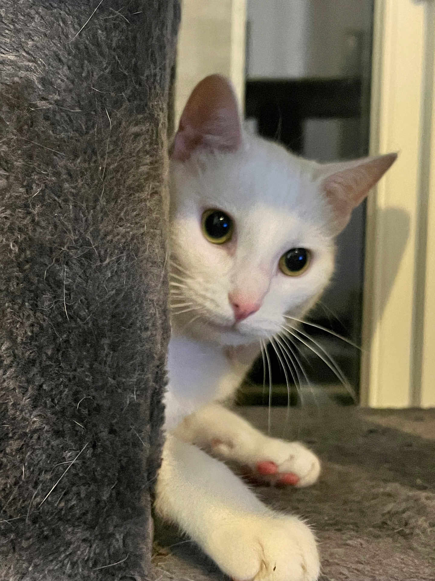 Didou a rejoint le concours — aidez-le/la à gagner de superbes lots ! cat, white_cat, curious, peeking, feline, whiskers, indoor, fuzzy_surface, paw, wide_eyes, pet, animal, closeup, playful, soft_lighting, cute, alert, portrait, household, domestic