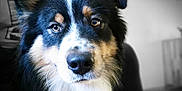 Vayan participe au concours pour gagner de l'argent avec cette photo : animal, bodypart, canine, cockerspaniel, collie, couch, dog, eskimodog, furniture, germanshepherd, hound, husky, indoors, mouth, papillon, person, pet, puppy, snout, terrier