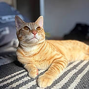 Rouky participe au concours pour gagner de l'argent avec cette photo : cat, ginger_cat, tabby, feline, pet, whiskers, paws, orange_fur, golden_eyes, ears, nose, striped_rug, blanket, indoor, sunlight, relaxed, portrait, closeup, shallow_depth_of_field, bokeh
