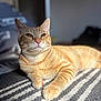 Rouky a rejoint le concours — aidez-le/la à gagner de superbes lots ! cat, ginger_cat, tabby, pet, feline, whiskers, paw, blanket, striped_blanket, indoor, portrait, sunlight, cozy, fur, closeup, ears, eyes, resting, bokeh, home