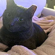 Jimmy is registered to the contest to win money with this photo: cat, black_cat, pet, animal, feline, indoors, bed, blanket, fluffy_blanket, cozy, lounging, sitting, portrait, close_up, green_eyes, whiskers, ears, fur, home, bedroom