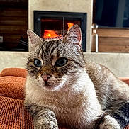 Sparrow a rejoint le concours — aidez-le/la à gagner de superbes lots ! cat, comfort, couch, cozy, ears, feline, fireplace, fur, furniture, home, indoor, living_room, orange, paws, pet, relaxing, resting, tabby, warm, whiskers