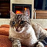 cat, comfort, couch, cozy, ears, feline, fireplace, fur, furniture, home, indoor, living_room, orange, paws, pet, relaxing, resting, tabby, warm, whiskers