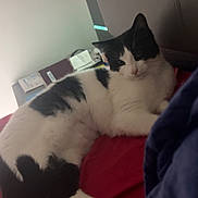 Twix a rejoint le concours — aidez-le/la à gagner de superbes lots ! cat, black_and_white, bed, indoor, feline, resting, curious, soft_lighting, red_bedspread, sleepy, fur, domestic_animal, pet, cozy, side_table, papers, relaxed, animal, household, comfort