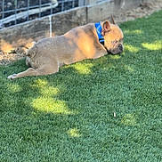 Isreal is registered to the contest to win money with this photo: animal, blue_collar, canine, cute, dog, domestic_animal, fence, grass, greenery, nature, outdoor, pet, puppy, resting, shadow, small_dog, summer, sunlight, yard, young_dog