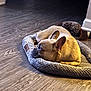 Isreal joined the competition — help win amazing prizes! animal, brown_dog, canine, cozy, dog, domestic, ears, flooring, french_bulldog, fur, indoor, knitted_bed, pet_bed, plush_toy, quiet, relaxed, resting, side_view, small_dog, wooden_floor