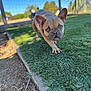 animal, canine, closeup, cute, daytime, dog, ears, fence, french_bulldog, grass, greenery, nature, outdoor, pet, playful, puppy, short_hair, sunlight, walking, young