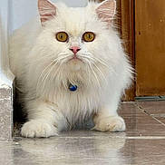 Bianco a rejoint le concours — aidez-le/la à gagner de superbes lots ! cat, white_cat, fluffy, amber_eyes, indoor, floor, tile_floor, wooden_door, wall_corner, pet, animal, fur, whiskers, collar, blue_collar_tag, crouching, looking, close_up, domestic_cat, curious