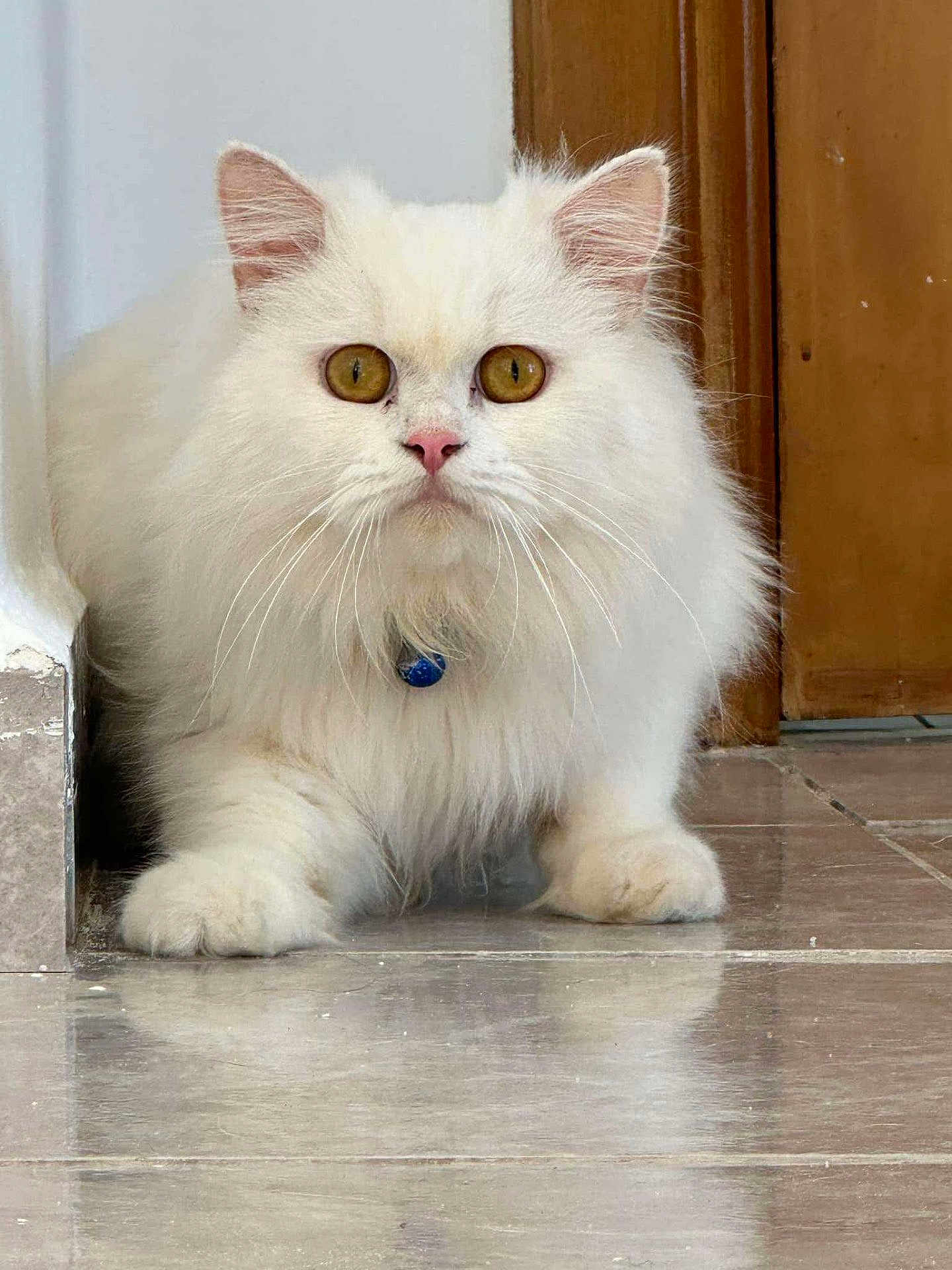 Bianco a rejoint le concours — aidez-le/la à gagner de superbes lots ! cat, white_cat, fluffy, amber_eyes, indoor, floor, tile_floor, wooden_door, wall_corner, pet, animal, fur, whiskers, collar, blue_collar_tag, crouching, looking, close_up, domestic_cat, curious