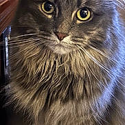 Bella joined the competition — help win amazing prizes! animal, cat, closeup, curious, cute, domestic, eyes, feline, fluffy, focus, fur, gray, indoor, pet, portrait, sitting, soft, tablecloth, whiskers, yellow_eyes