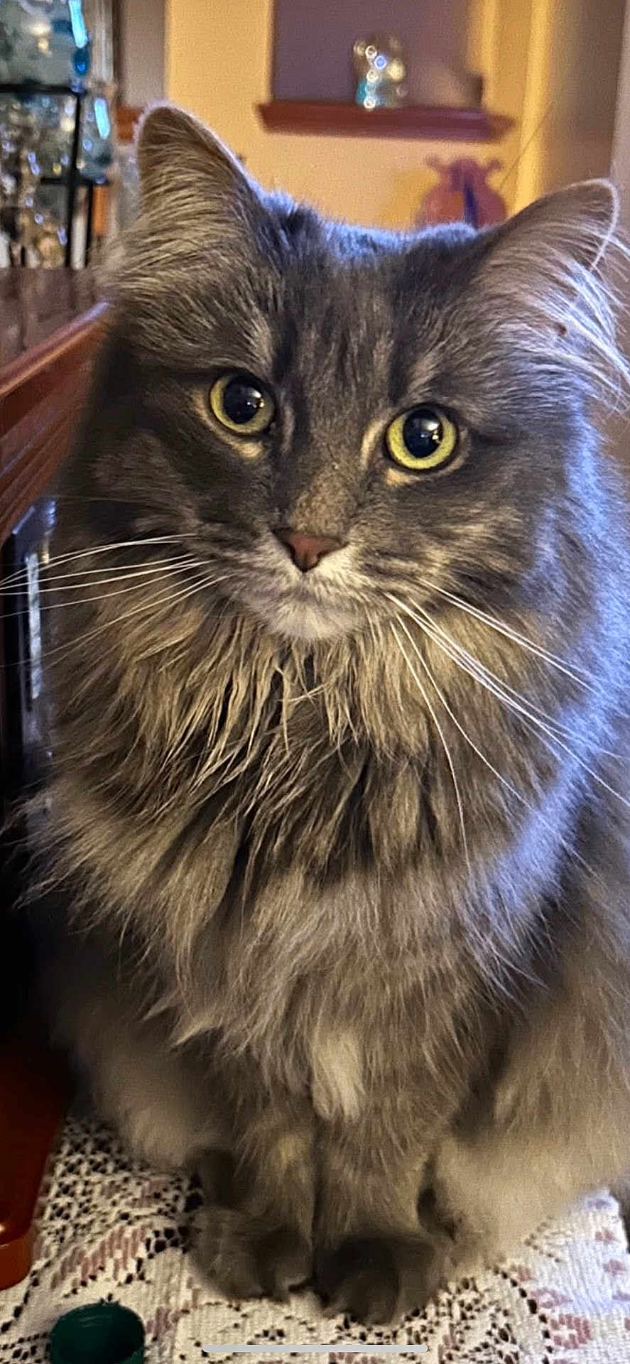 Bella