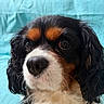 Vasko a rejoint le concours — aidez-le/la à gagner de superbes lots ! dog, cavalier_king_charles_spaniel, spaniel, pet, portrait, close_up, black_fur, white_fur, tan_markings, floppy_ears, long_hair, brown_eyes, nose, whiskers, sitting, indoor, sofa, turquoise_background, furry, cute