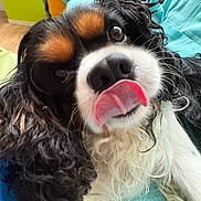 Vasko participe au concours pour gagner de l'argent avec cette photo : dog, spaniel, pet, puppy, close_up, portrait, tongue, floppy_ears, curly_fur, black_and_white, brown_markings, facial_expression, large_eyes, whiskers, indoors, couch, cushions, turquoise, lime_green, funny