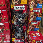 Millie joined the competition — help win amazing prizes! dog, milk_bone, dog_treats, dog_harness, leash, pet, smiling_dog, stacked_boxes, dog_food, retail_display, store_shelf, red_box, dog_snacks, happy_dog, small_dog, indoor, floor, tongue_out, black_and_gray_dog, playful