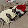 Millie is registered to the contest to win money with this photo: dog, pet, santa_hat, costume, blanket, indoor, cute, sleepy, small_dog, furry, resting, holiday, christmas, brown, white, black, fur, cozy, animal, relaxing