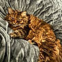 cat, tabby, brown_fur, fluffy, pet, animal, feline, relaxed, indoor, blanket, soft_texture, cozy, resting, fur, whiskers, cute, domestic_cat, sleepy, comfort, laying_down