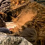 Moe is registered to the contest to win money with this photo: cat, fluffy, sleeping, cozy, blanket, indoor, pet, furry, relaxed, cute, animal, soft, comfort, resting, tabby, whiskers, tail, fur, home, nap