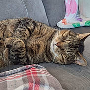 Jagger joined the competition — help win amazing prizes! cat, tabby_cat, sleeping, couch, blanket, whiskers, paw, fur, domestic_cat, pet, cozy, nap, indoor, upholstery, plaid_blanket, ear, closed_eyes, portrait, relaxed, home