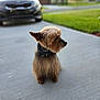 dog, small_dog, terrier, sitting, pavement, driveway, car, blurred_background, grass, house, collar, pet, portrait, fur, whiskers, ears, outdoors, sunset_light, bokeh, attentive