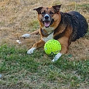 Kendall a rejoint le concours — aidez-le/la à gagner de superbes lots ! brown_tricolor, canine, chain_collar, close_up, dog, fetch, field, grass, guarding, happy, lying_down, outdoor, panting, pet, playing, portrait, summer, tennis_ball, tongue_out, toy