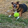 brown_tricolor, canine, chain_collar, close_up, dog, fetch, field, grass, guarding, happy, lying_down, outdoor, panting, pet, playing, portrait, summer, tennis_ball, tongue_out, toy