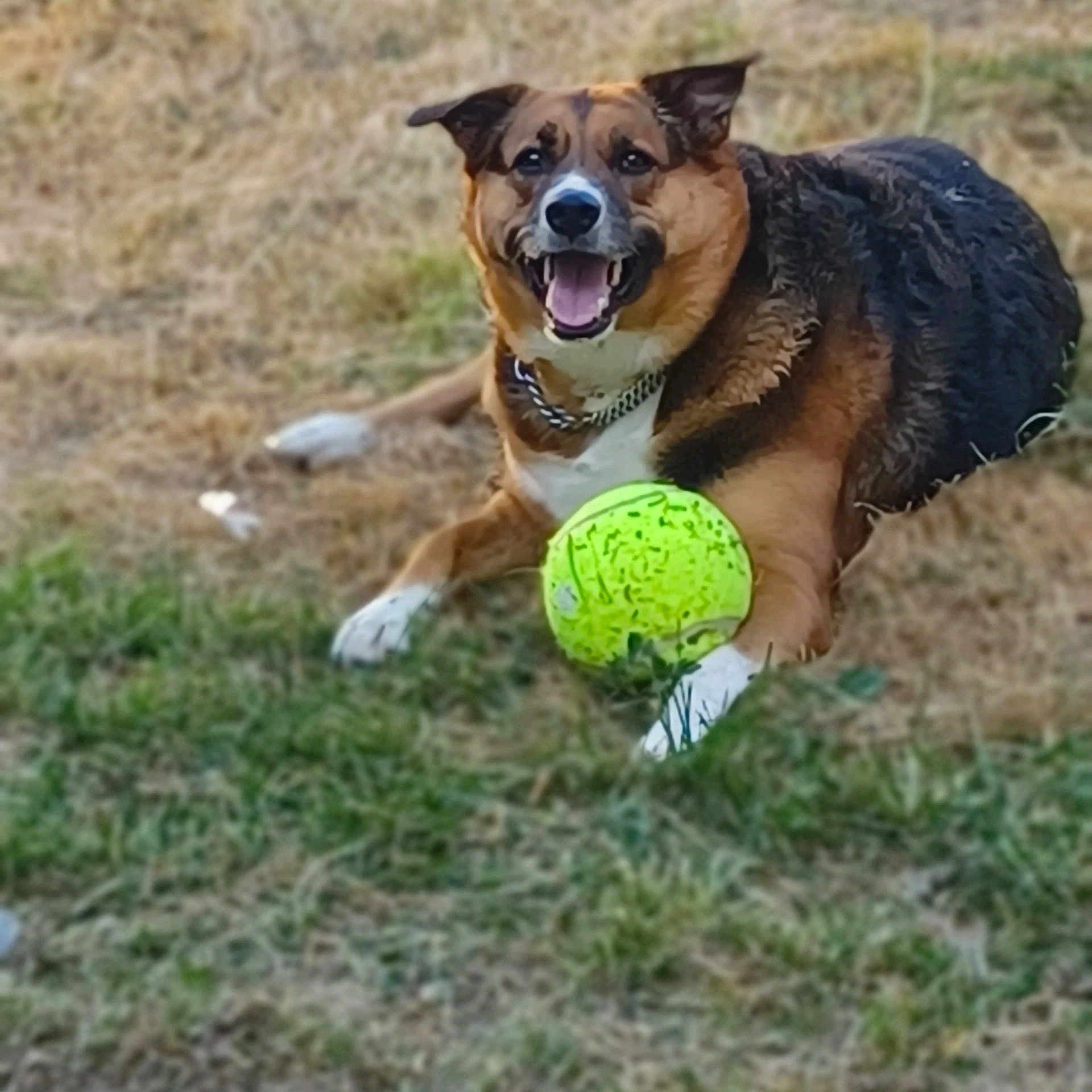 Kendall a rejoint le concours — aidez-le/la à gagner de superbes lots ! brown_tricolor, canine, chain_collar, close_up, dog, fetch, field, grass, guarding, happy, lying_down, outdoor, panting, pet, playing, portrait, summer, tennis_ball, tongue_out, toy