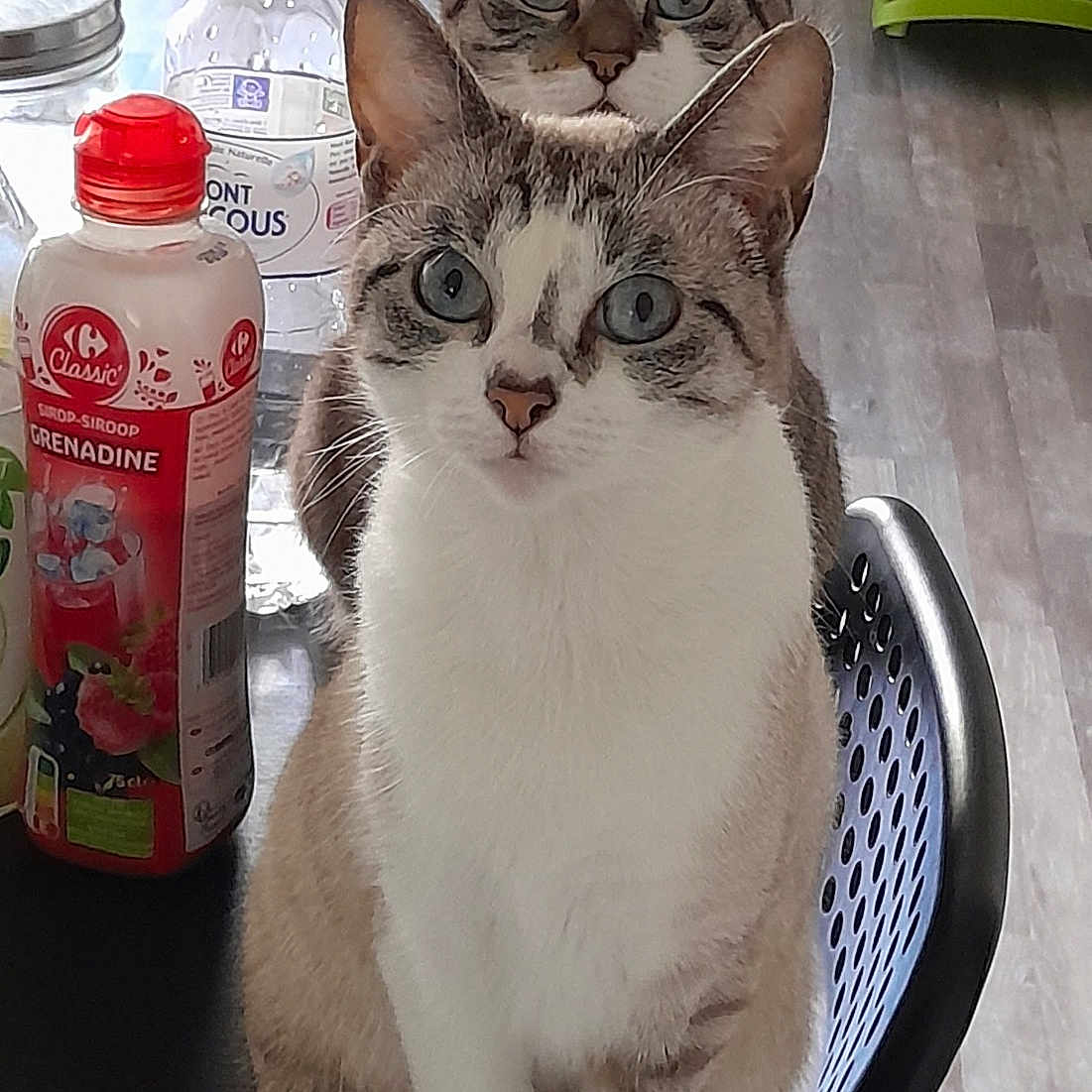 Lola-lilou