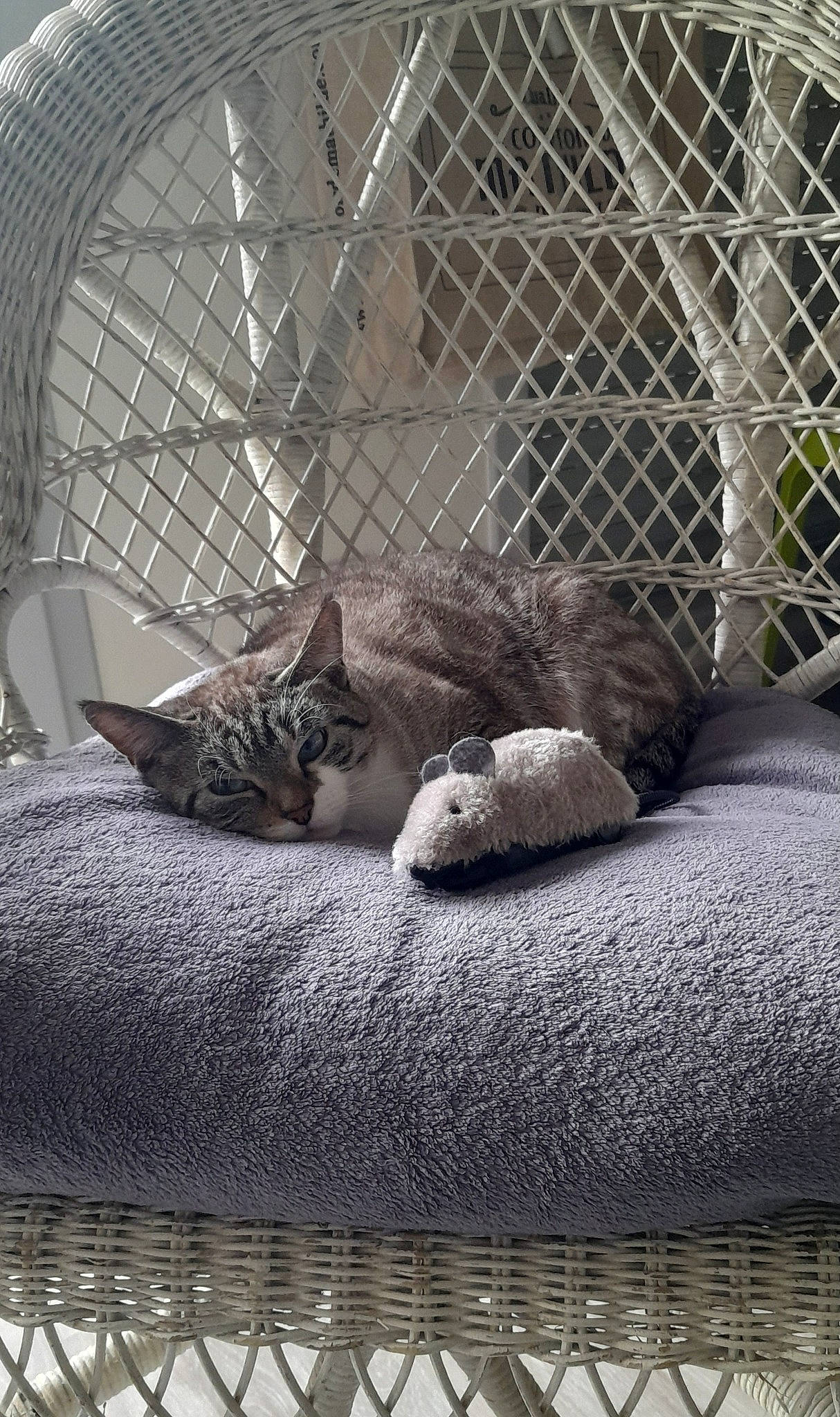 Luna-lilou a rejoint le concours — aidez-le/la à gagner de superbes lots ! animal_shelter, carnivore, cat, comfort, domestic_short_haired_cat, felidae, fence, fur, grey, linens, mesh, monochrome, monochrome_photography, plant, small_to_medium_sized_cats, tail, textile, whiskers, window, wire_fencing