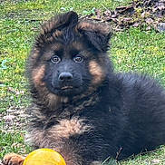 Aïko a rejoint le concours — aidez-le/la à gagner de superbes lots ! puppy, german_shepherd, dog, grass, yellow_ball, outdoor, pet, animal, fur, cute, playful, young, nature, leaf, garden, fluffy, canine, portrait, sitting, daylight