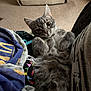 Wesker is registered to the contest to win money with this photo: cat, gray_cat, fluffy, indoor, cozy, carpet, fabric, paws, curled_paws, lying_down, relaxed, pet, feline, soft, cute, looking_up, close_up, whiskers, ears, tail
