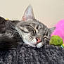 cat, sleeping, gray_tabby, close_up, whiskers, pink_nose, blanket, soft_texture, indoor, cozy, pet, feline, resting, blurred_background, stuffed_toy, framed_picture, animal, cute, relaxed, nap