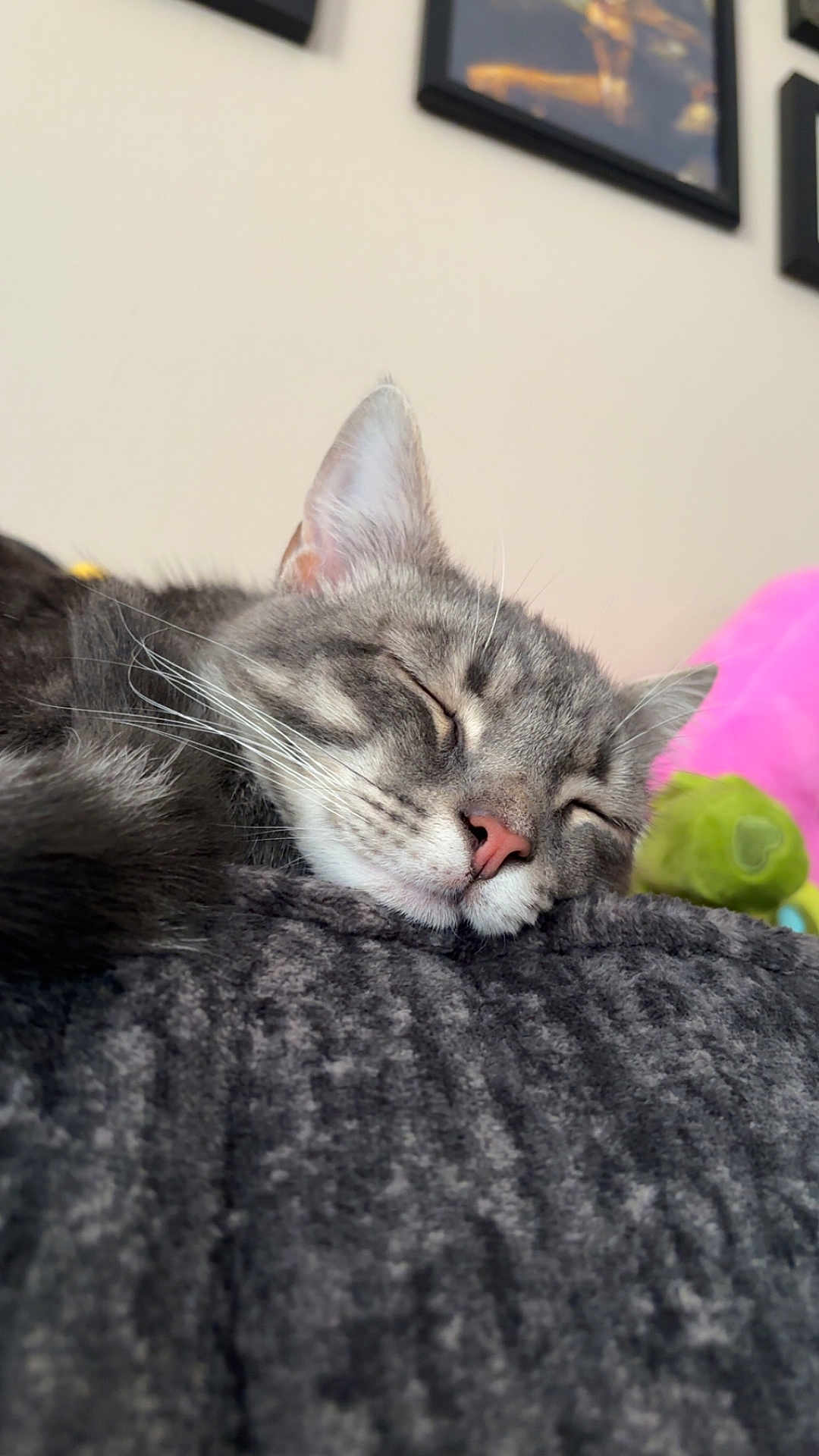 Wesker is registered to the contest to win money with this photo: cat, sleeping, gray_tabby, close_up, whiskers, pink_nose, blanket, soft_texture, indoor, cozy, pet, feline, resting, blurred_background, stuffed_toy, framed_picture, animal, cute, relaxed, nap