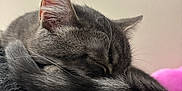 Wesker joined the competition — help win amazing prizes! cat, sleeping, gray_tabby, tail, fur, cozy, indoor, pet, close_up, curled_up, resting, whiskers, ears, soft_texture, furniture, home, wall, picture_frame, quiet, peaceful