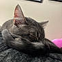 cat, sleeping, gray_tabby, tail, fur, cozy, indoor, pet, close_up, curled_up, resting, whiskers, ears, soft_texture, furniture, home, wall, picture_frame, quiet, peaceful